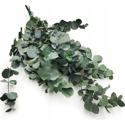 Stabilizovaný eukalyptus Enchanted zelený 60 cm