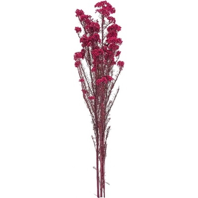 OZOTHAMNUS TM. RUŽOVÁ