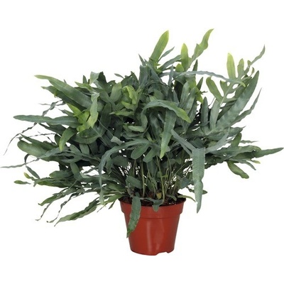 Tečkovka zlatá FloraSelf Phlebodium aureum 'Blue Star' 30-40 cm květináč Ø 17 cm