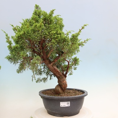 e-bonsai Venkovní bonsai - Juniperus chinensis Itoigawa-Jalovec čínský