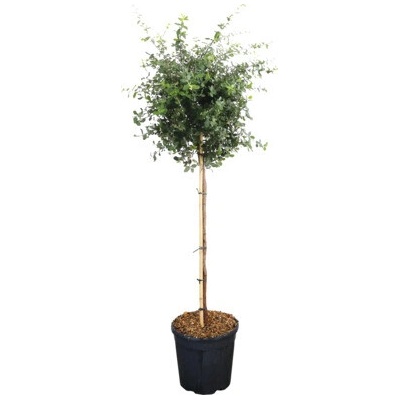Dub korkový polokmeň 100 cm FloraSelf Quercus suber kvetináč 18 l