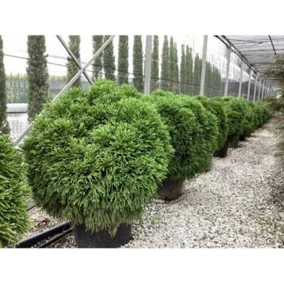 Kryptomeria japonská (Cryptomeria japonica) ´GLOBOSA NANA´ - výška 100-120 cm, ⌀ rastliny 70-100 cm, kont. C45L