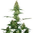 Sensi Seeds Silver Fire semena neobsahují THC 3 ks
