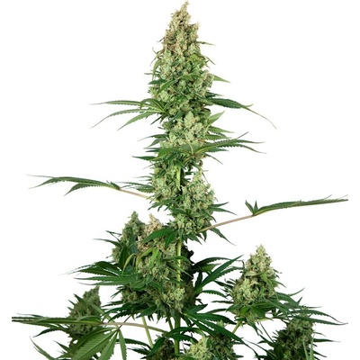 Sensi Seeds Silver Fire semena neobsahují THC 3 ks