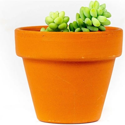 Gardners Sedum Burrito, průměr 6 cm Rozchodník, opičí ocásek