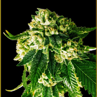 Anaconda Seeds Russian Gold semienka neobsahujú THC 100 ks
