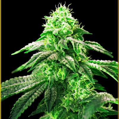 Anaconda Seeds Hypnotic semienka neobsahujú THC 100 ks