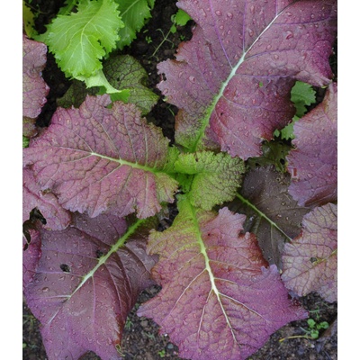 Hořčice červená Red - Brassica juncea - semena - 300 ks
