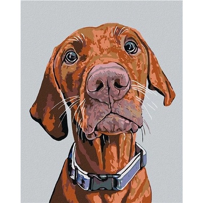 zuty Malování podle čísel Ridgeback s modrým obojkem 40 x 50 cm vypnuté plátno na rám