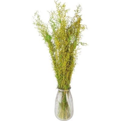 Dekorace zelená sušená květina - 90 cm (50 gr) - Clayre & Eef