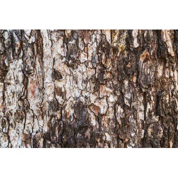 DIMEX ART s. r. o Флизелинов фототапет текстура на бор 375 x 250 см