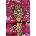 Kurt Geiger London Чанта Kurt Geiger London Shoreditch (5369357609)