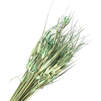 FLOWERIO Sušená tráva Capin Stela - tulipánová tráva 100g - aqua