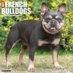 Wlcp French Bulldogs 2027 12 X 12 Wall Calendar | Willow Creek Press