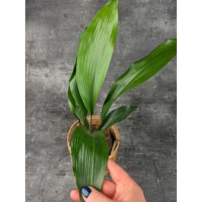 Aspidistra Elatior 13 cm (Kořenokvětka)