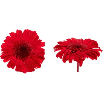 Gerbera - 4 ks