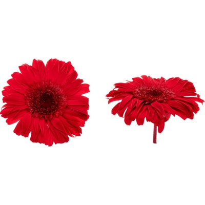 Gerbera - 4 ks