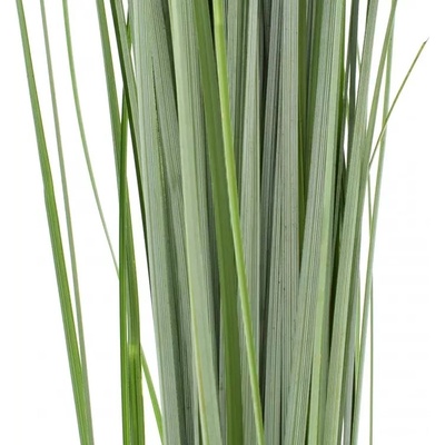 GRASS BEARGRASS 60 cm