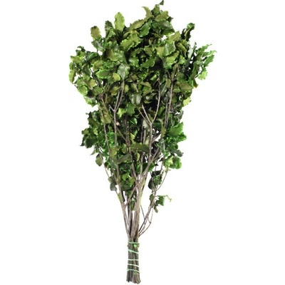 Stabilizovaná rostlina Pitosporum Tenuifolium Green 30-40 cm