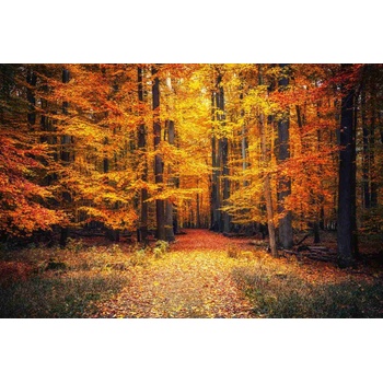 DIMEX ART s. r. o Флизелинов фототапет пътека в есенния парк 375 x 250 см