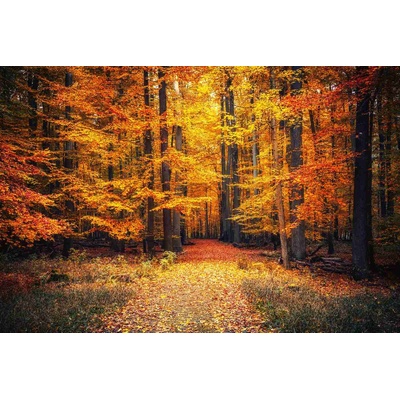 DIMEX ART Флизелинов фототапет пътека в есенния парк 375 x 250 см