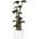 Procumbens jumbo 100 cm