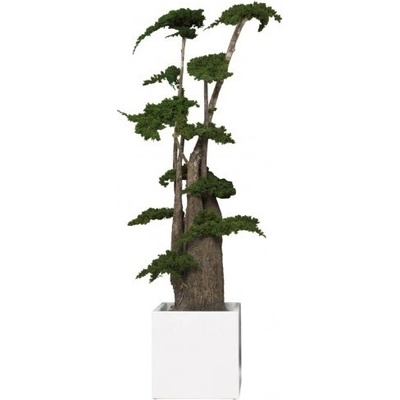 Procumbens jumbo 100 cm