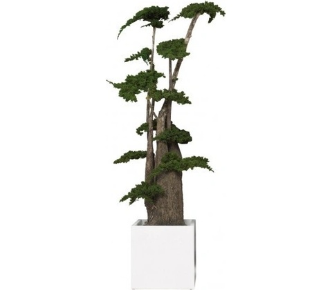 Procumbens jumbo 100 cm