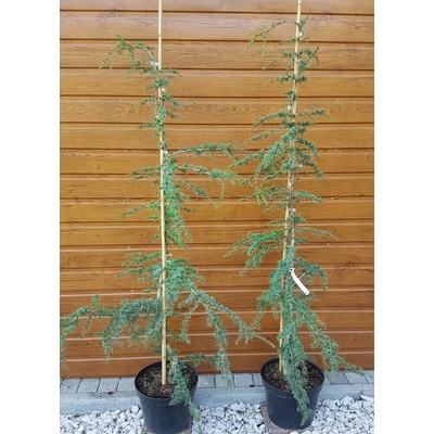 Céder libanonský (Cedrus libani ´Brevifolia compacta´) veľkosť 165cm+