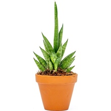 Gardners Sansevieria cylindrica Starshooter, průměr 7 cm Sanseveria, Tchýnin jazyk, Tenura