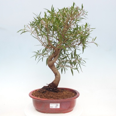 e-bonsai Pokojová bonsai - Ficus nerifolia - malolistý fíkus