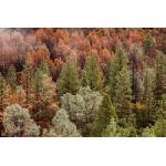DIMEX ART Флизелинов фототапет красива есенна гора 375 x 250 см