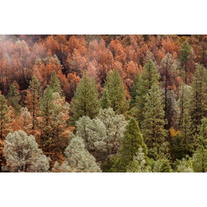 DIMEX ART Флизелинов фототапет красива есенна гора 375 x 250 см