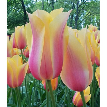 Tulipán Blushing Lady 10 ks
