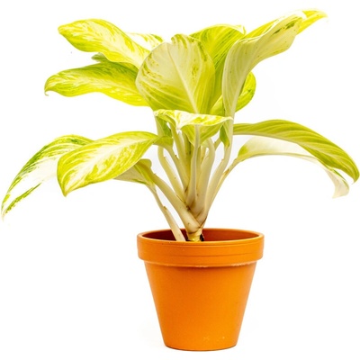 Gardners Aglaonema Arctic Lime, průměr 12 cm Aglaonema, Spící panna