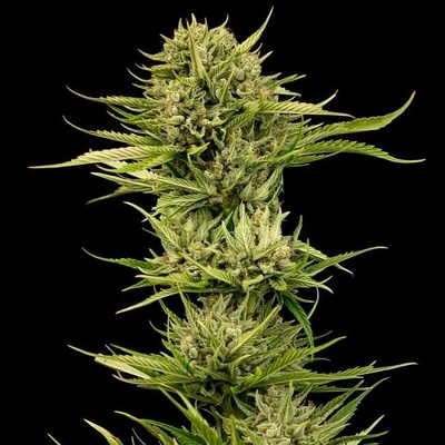 Seedsman Blueberry Pie F1 Fast semienka neobsahujú THC 10 ks