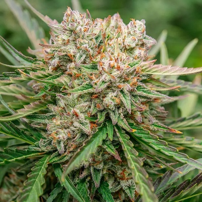 Atlas Seed GMO OG Auto semienka neobsahujú THC 5 ks