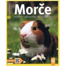 Morče