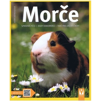 Morče