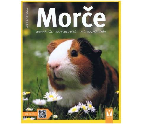 Morče