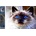 Norimpex - Puzzle Diamond Painting Cat magic 30x40cm - 1 - 39 piese
