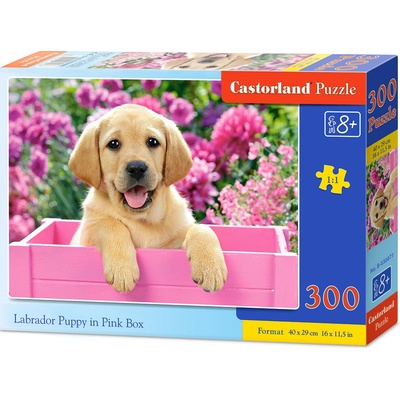Castorland Labrador v růžovém boxu 300 dielov