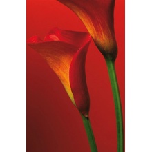 W&G Fototapety Red Calla Lilies F406 183 x 254 cm