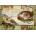 Bluebird Puzzle - Puzzle Michelangelo: The Creation of Adam - 2 000 piese