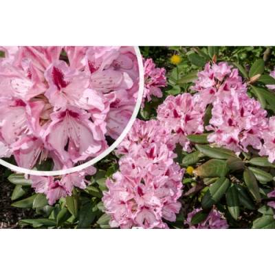 Rododendron hybridný (Rhododendron hybridum) ´COSMOPOLITAN´ - výška 30-40 cm, kont. C5L