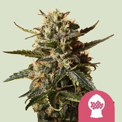 Royal Queen Seeds Bubblegum XL semena neobsahují THC 3 ks