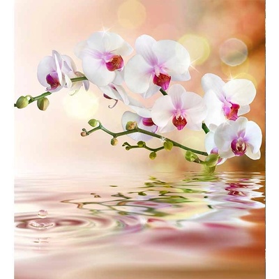 Dimex MS-3-0147 vliesová fototapeta na zeď Biela orchidea rozmery 225 x 250 cm