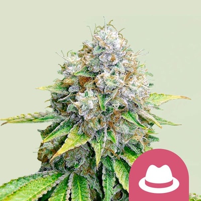 Royal Queen Seeds OG Kush semena neobsahují THC 5 ks