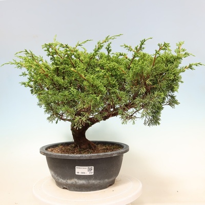 e-bonsai Venkovní bonsai - Juniperus chinensis Itoigawa-Jalovec čínský