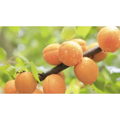 Meruňka zakrslá FloraSelf Bio Prunus armeniaca 'Orange Beauty' kmínek 40 cm celková výška 60-80 cm květináč 7,5 l